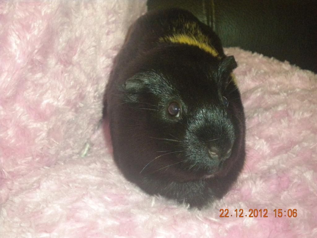 Piggies013-1_zpsf15af683.jpg