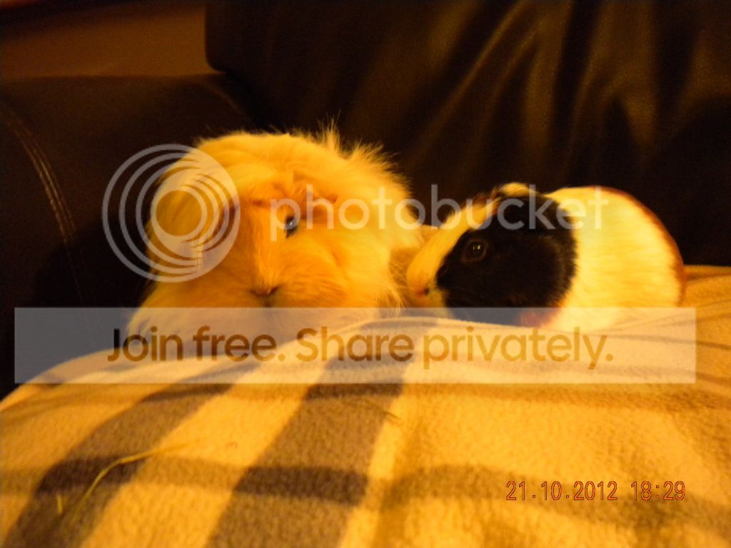 Piggies013.jpg