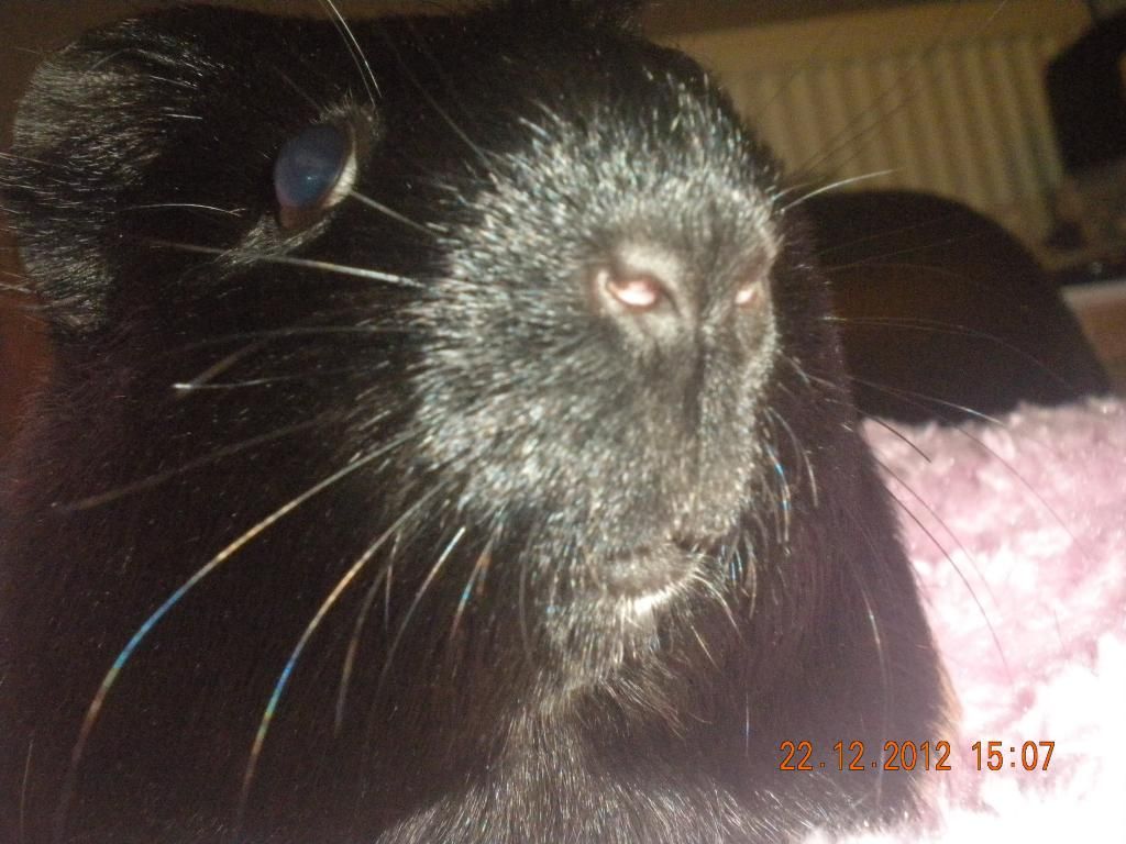 Piggies014-1_zpsb5cb19a2.jpg