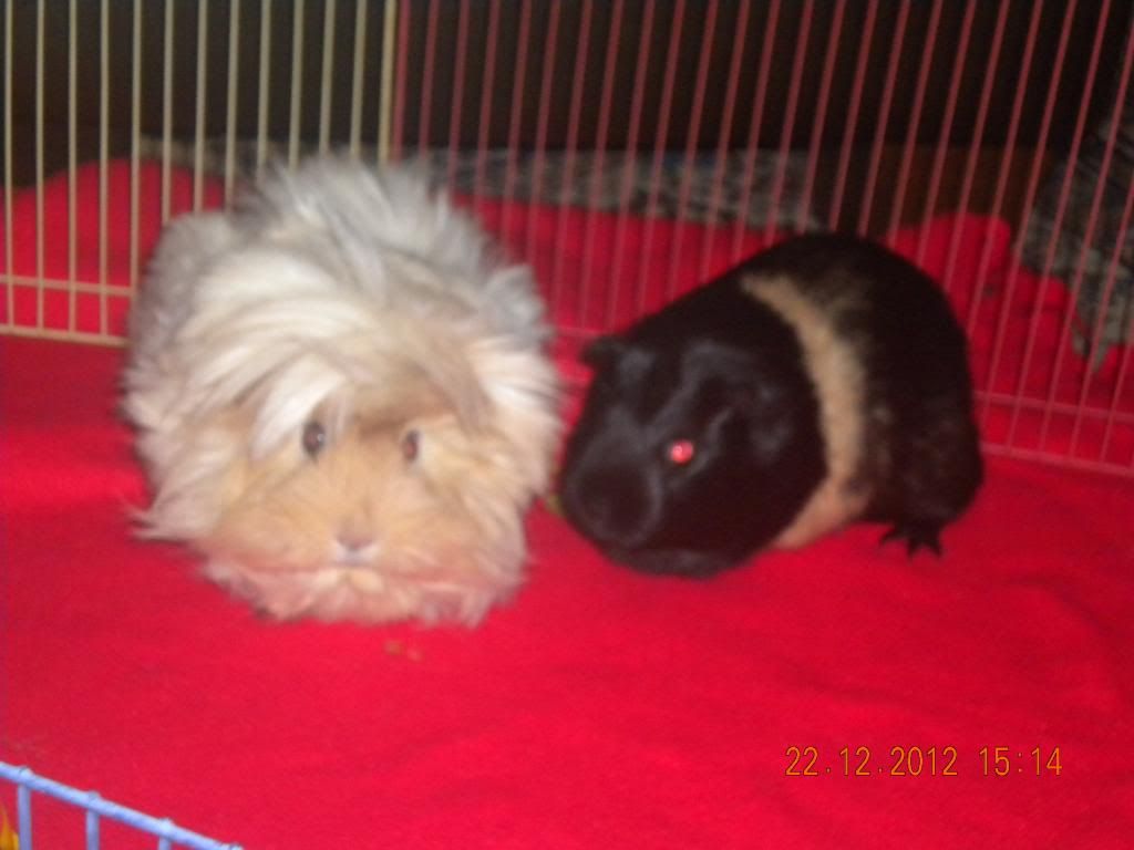 Piggies016-1_zps8d7f8048.jpg