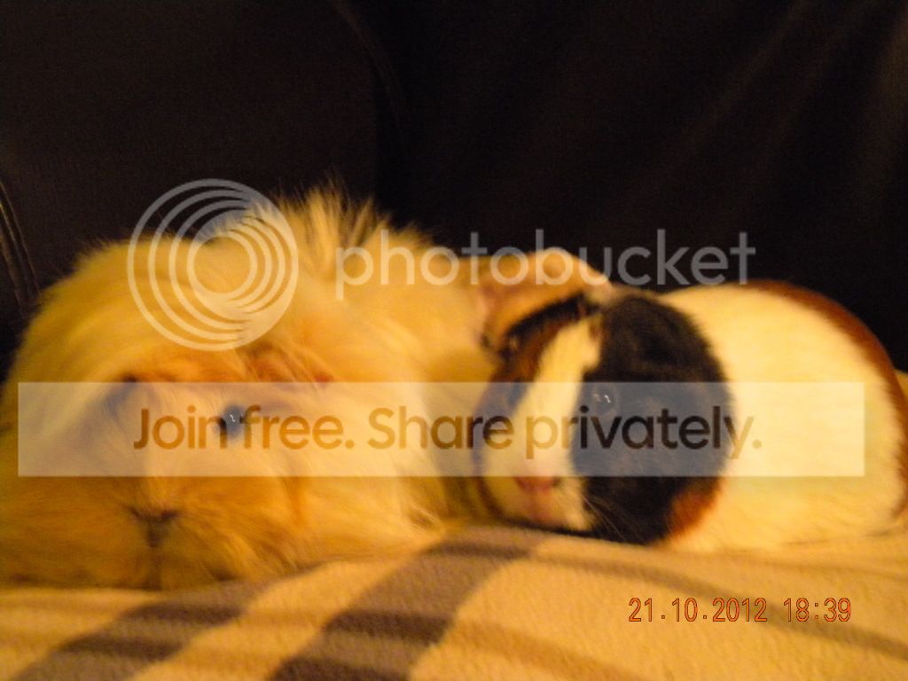 Piggies018.jpg